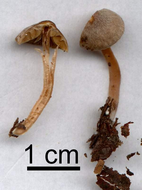 Inocybe petiginosa